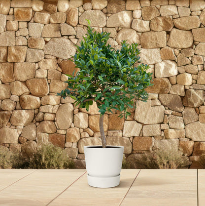 Sinaasappelboom - 200 cm