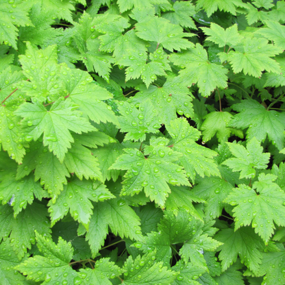 Schuimbloem (Tiarella cordifolia) - set van 6 – voor tuin & terras