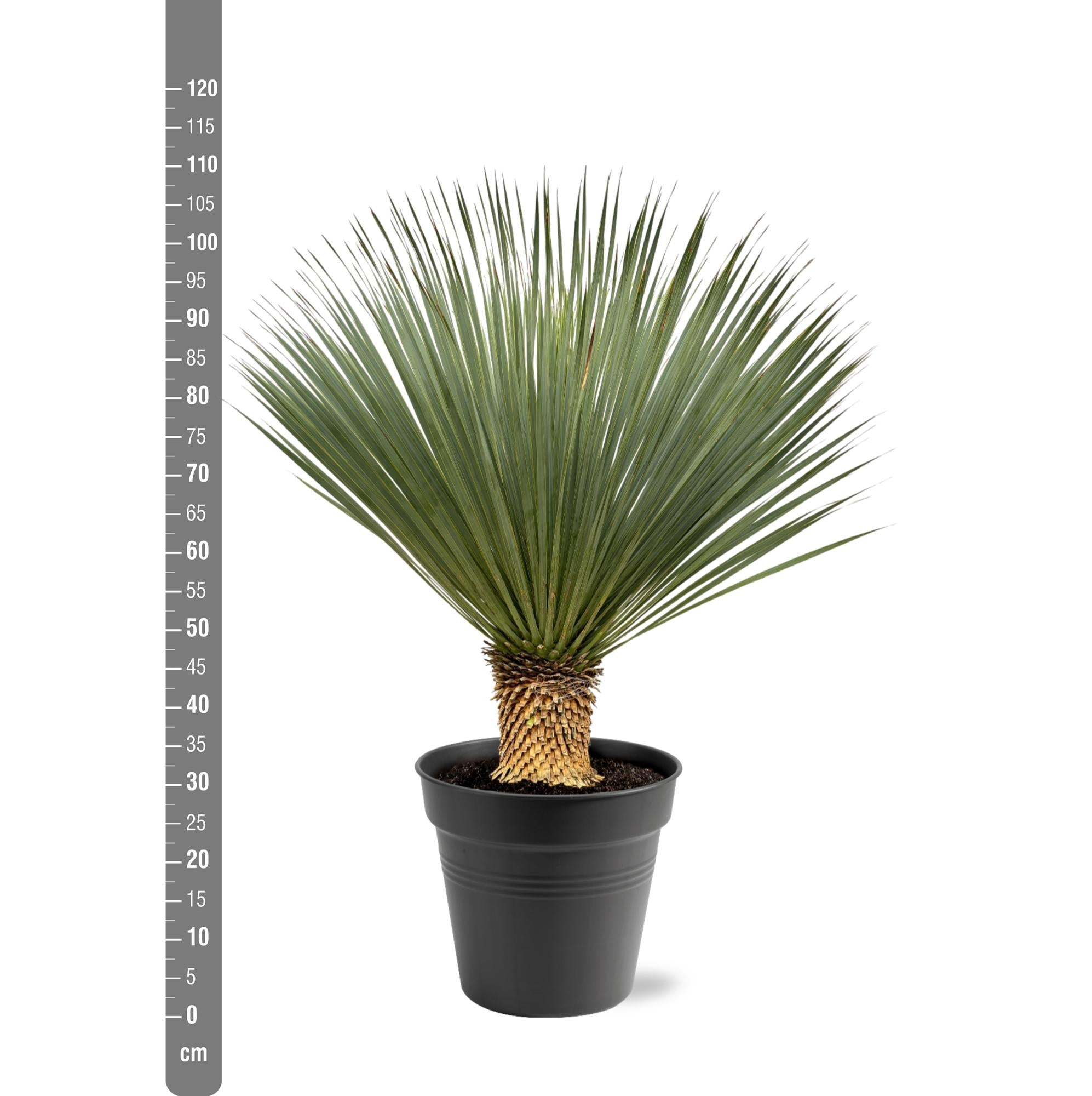 Yucca rostrata - 100-120 cm