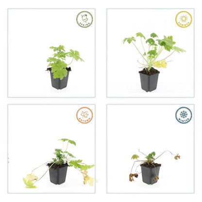 Ooievaarsbek 'Spessart' - set van 6 – voor tuin & terras