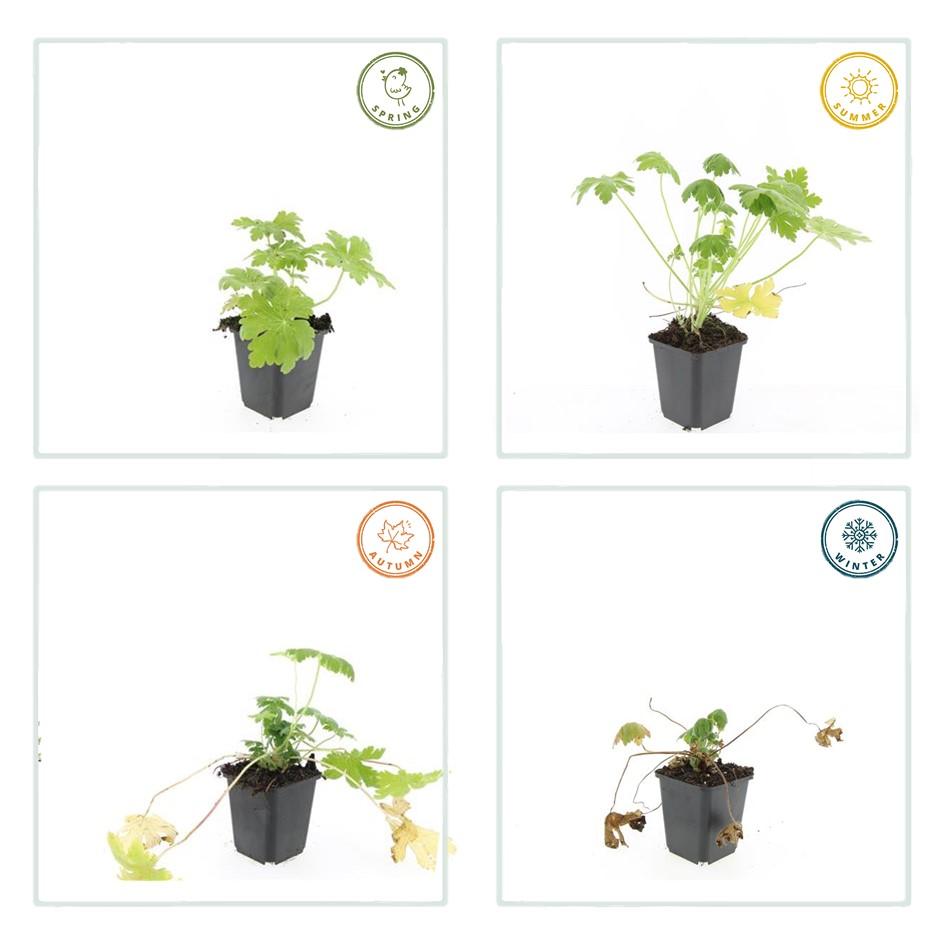 Ooievaarsbek 'Spessart' - set van 6 – voor tuin & terras