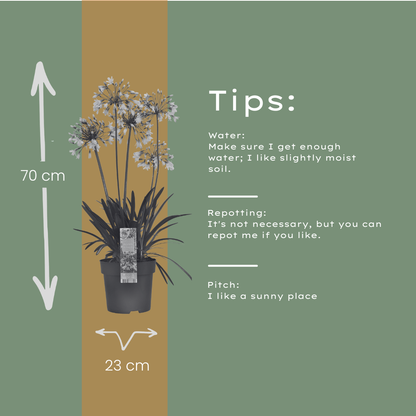 Agapanthus 'Fireworks' — Afrikaanse lelie, wit & blauw (Ø23)