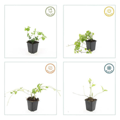 Grote maagdenpalm (Vinca major) - set van 6 – voor tuin & terras