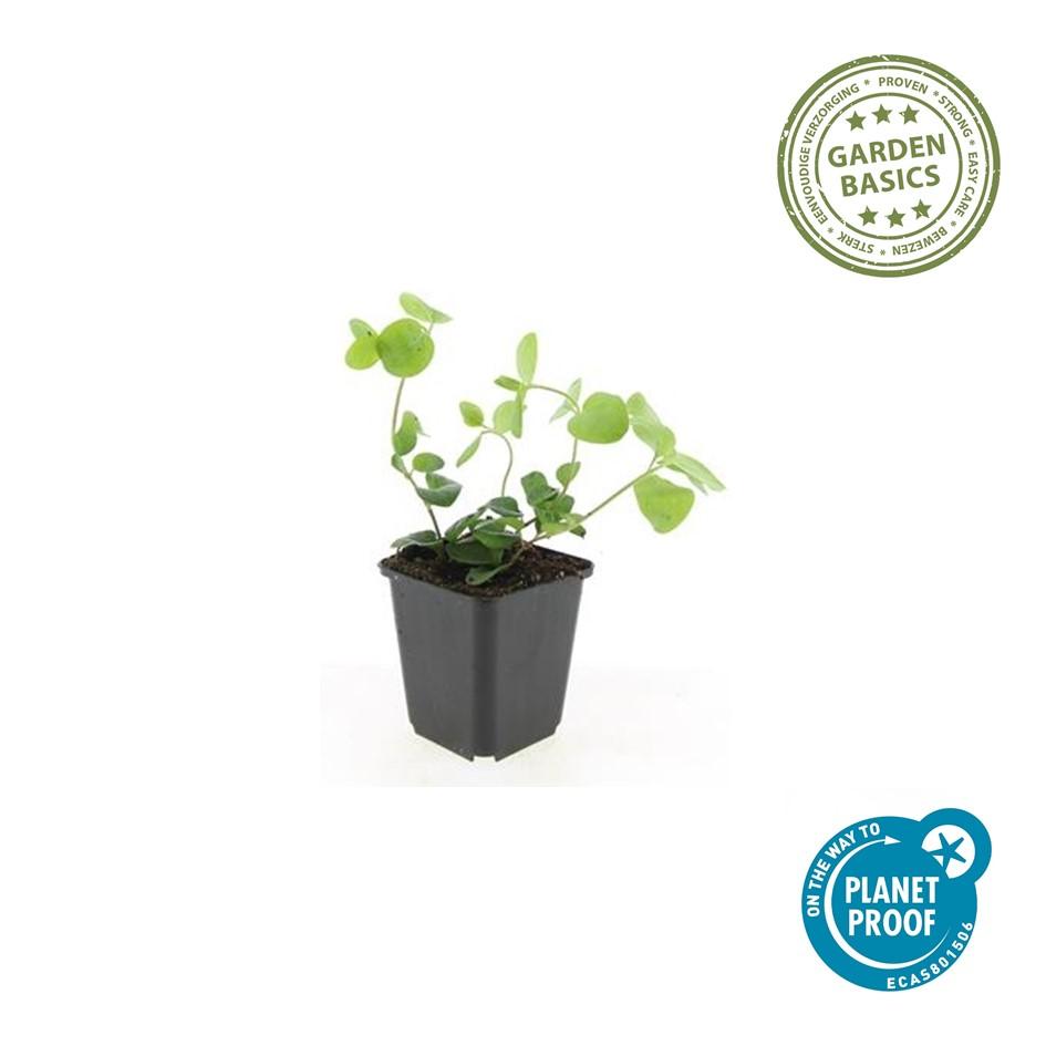 Grote maagdenpalm (Vinca major) - set van 6 – voor tuin & terras