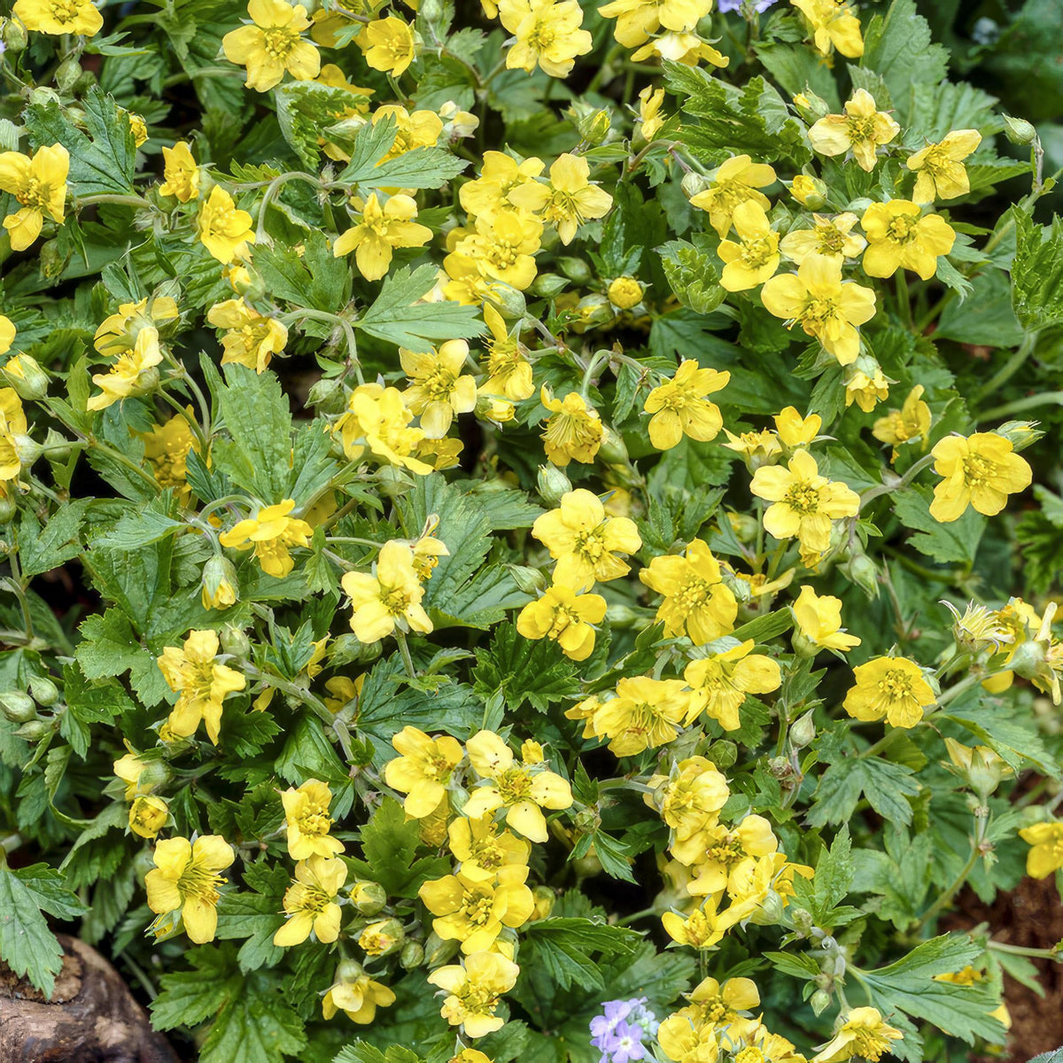 Goudaardbei (Waldsteinia ternata) - set van 6 – voor tuin & terras