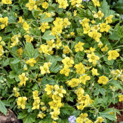 Goudaardbei (Waldsteinia ternata) - set van 6 – voor tuin & terras