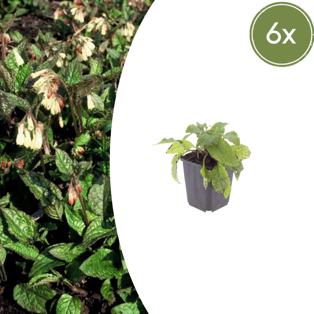 Smeerwortel (Symphytum grandiflorum) - set van 6 – voor tuin & terras