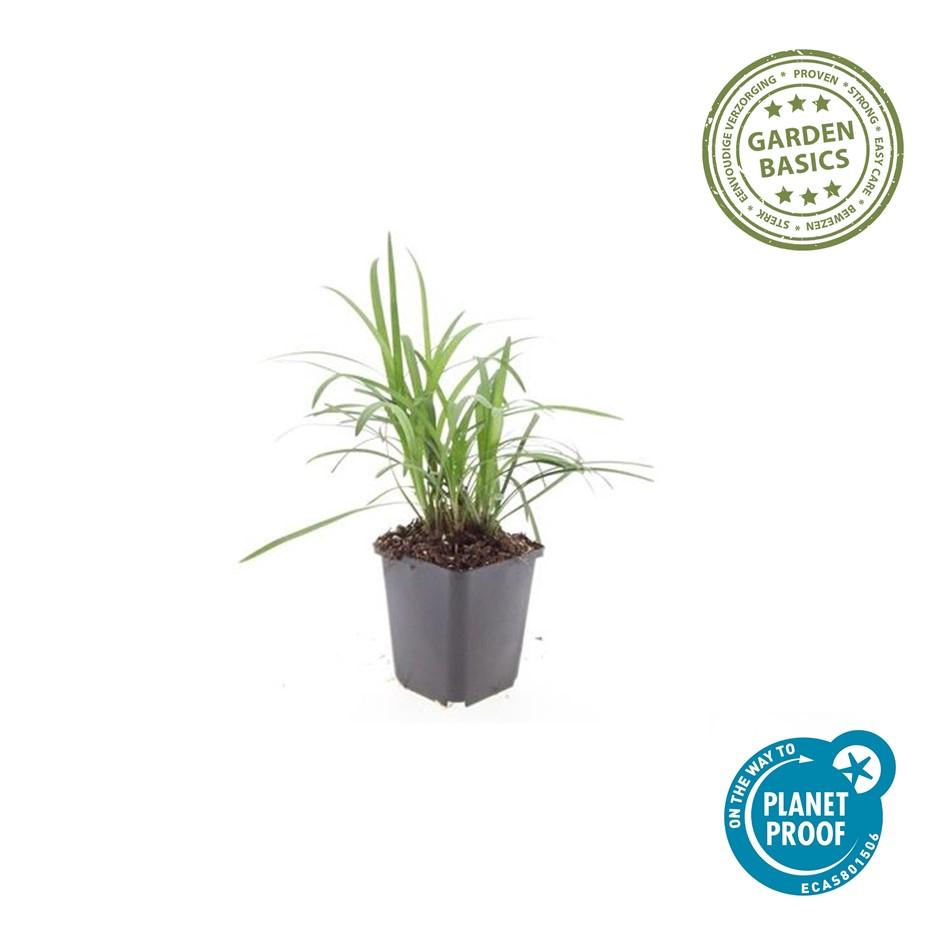 Leliegras 'Monroe White' - set van 6 – voor tuin & terras