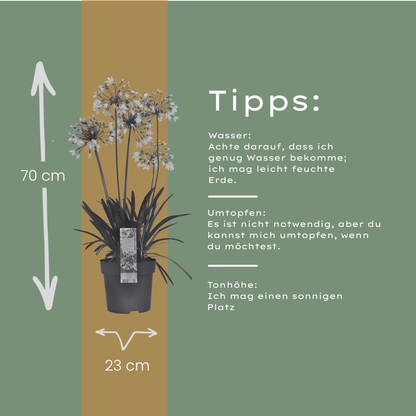Agapanthus 'Fireworks' — Afrikaanse lelie, wit & blauw (Ø23)