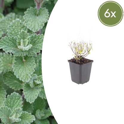 Bergsteentijm - set van 6 – voor tuin & terras