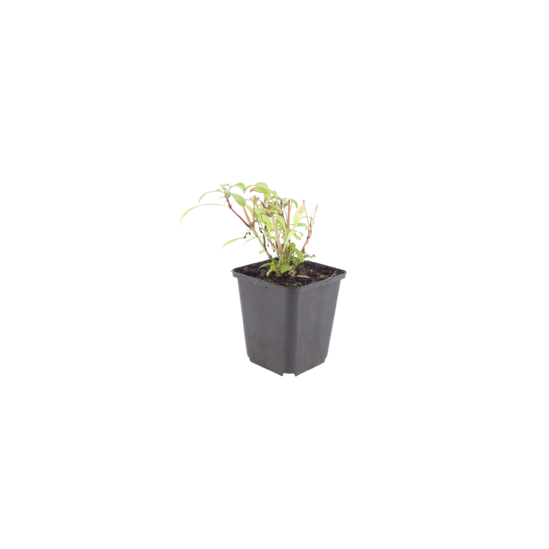 Rode valeriaan 'Coccineus' - set van 6 – voor tuin & terras