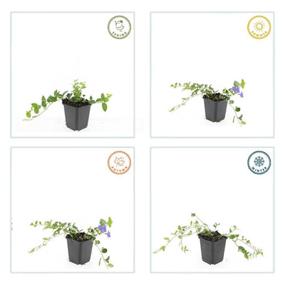 Kleine maagdenpalm 'Ralph Shugert' - set van 6 – voor tuin & terras