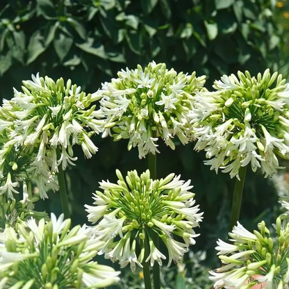 Agapanthus 'Everwhite' — Afrikaanse lelie, wit (Ø23)