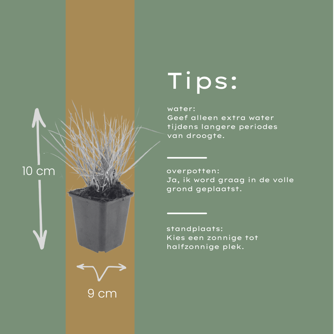Herfst-blauwgras (Sesleria autumnalis)
