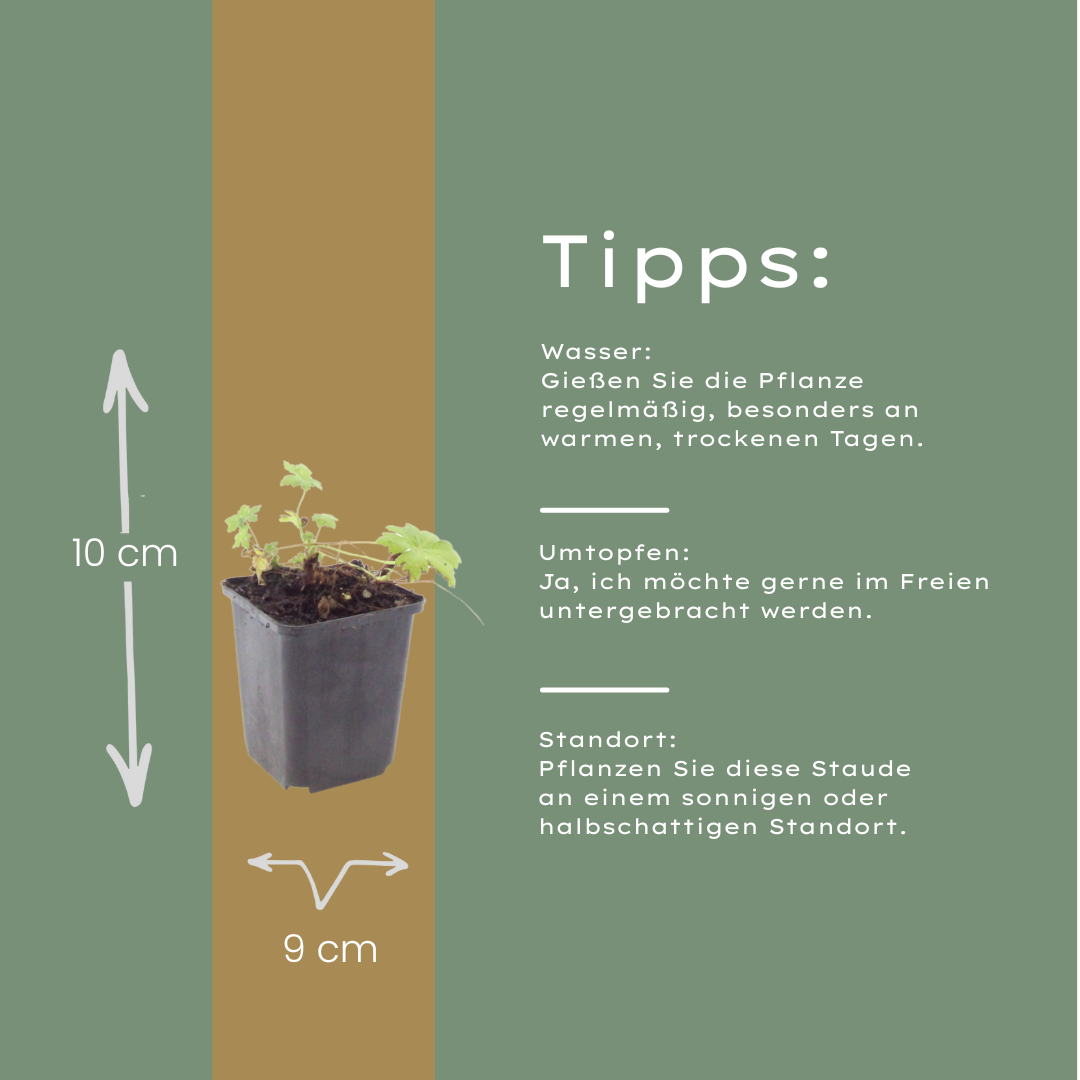 Ooievaarsbek 'White Ness' - set van 6 – voor tuin & terras
