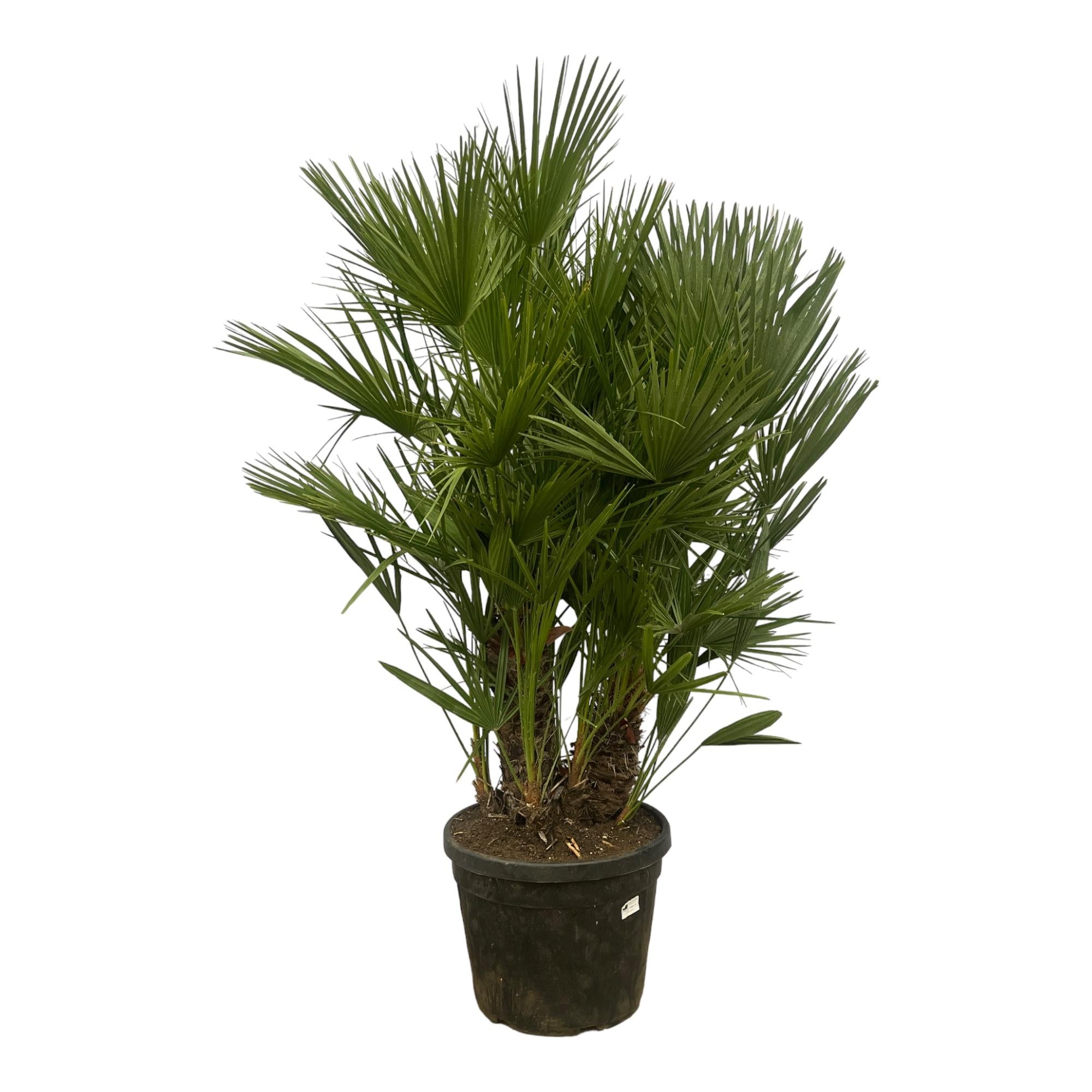 Waaierpalm Chamaerops multistam - 160-220 cm