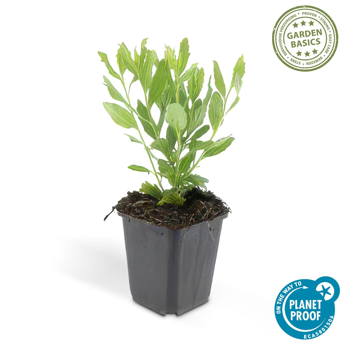 Herfstaster 'Ashvi' - set van 6 – voor tuin & terras
