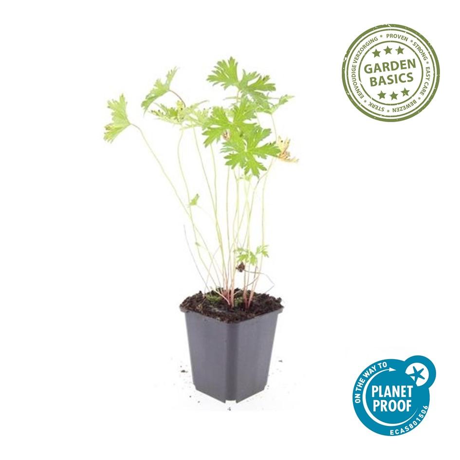 Ooievaarsbek 'Johnson's Blue' - set van 6 – voor tuin & terras
