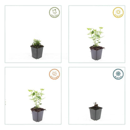Dropplant 'Blue Fortune' - set van 6 – voor tuin & terras