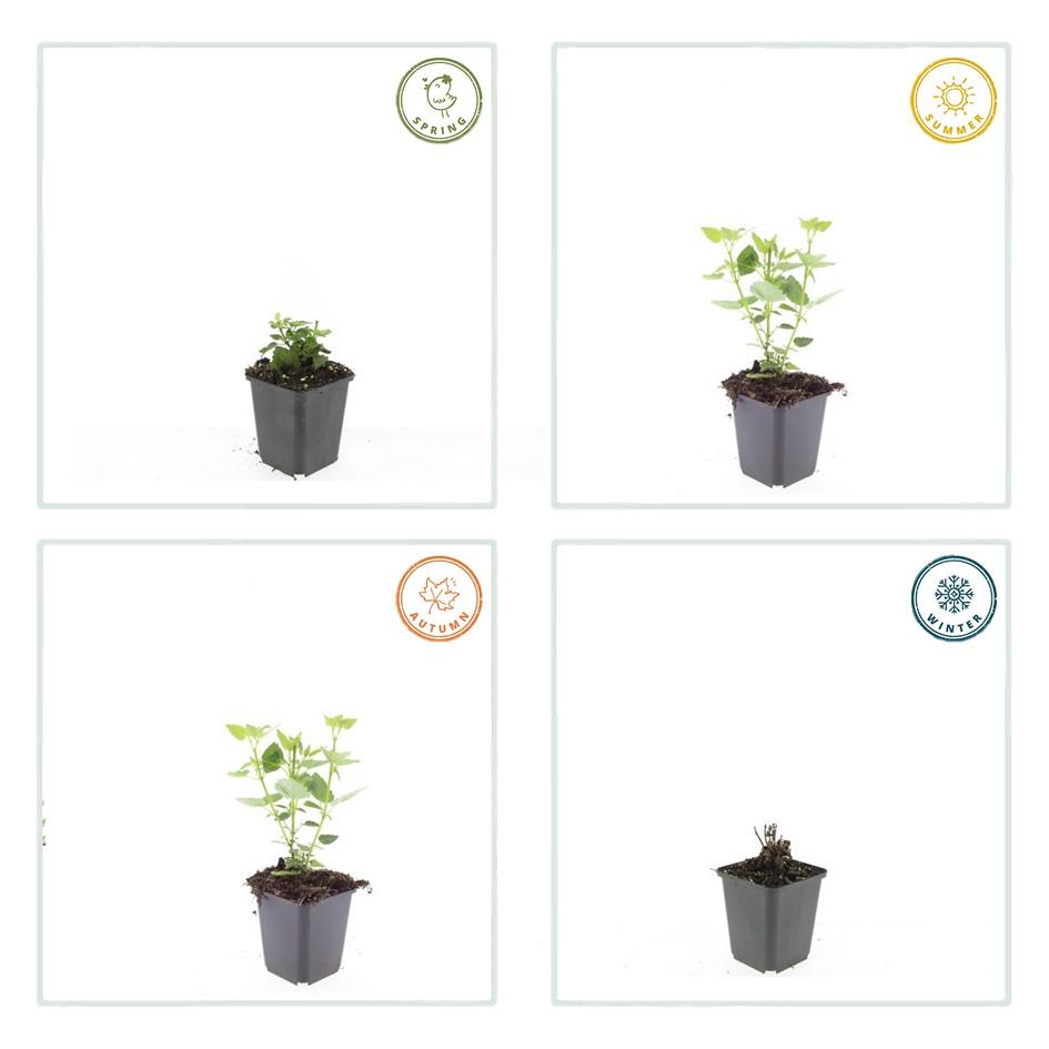 Dropplant 'Blue Fortune' - set van 6 – voor tuin & terras