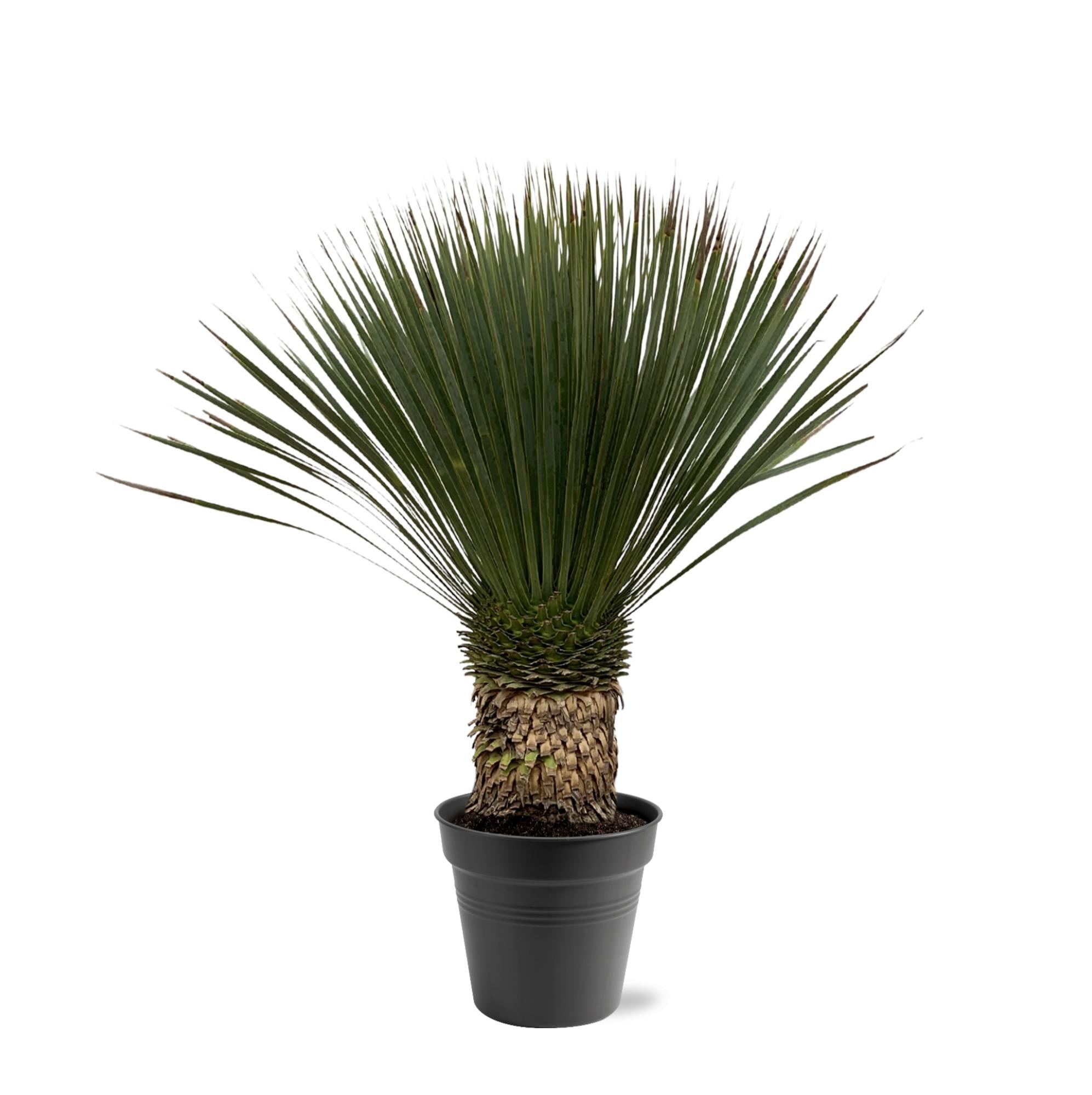 Yucca rostrata - 80-100 cm