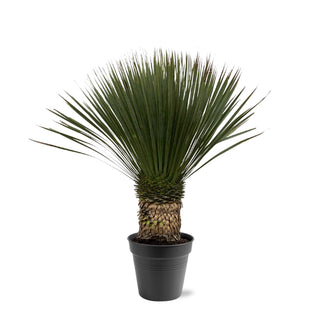 Yucca rostrata – voor tuin & terras