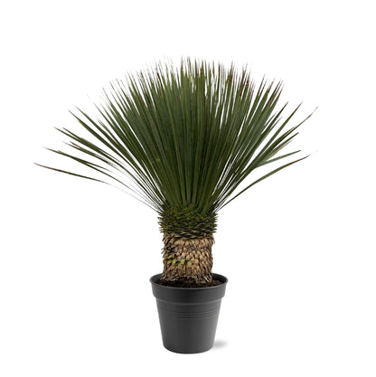 Yucca rostrata - 80-100 cm