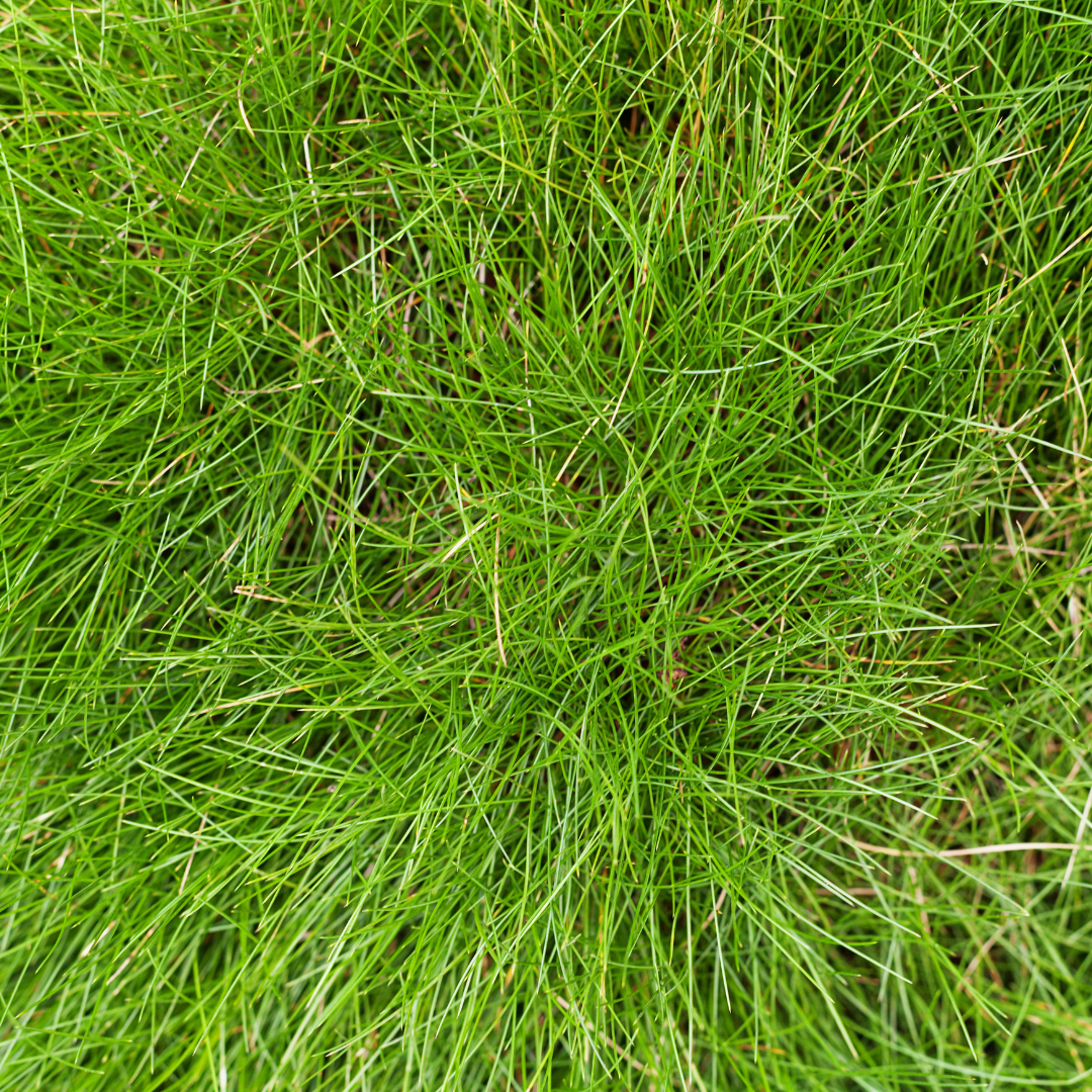 Zwenkgras (Festuca gautieri) - set van 6 – voor tuin & terras