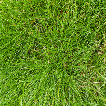 Zwenkgras (Festuca gautieri) - set van 6 – voor tuin & terras