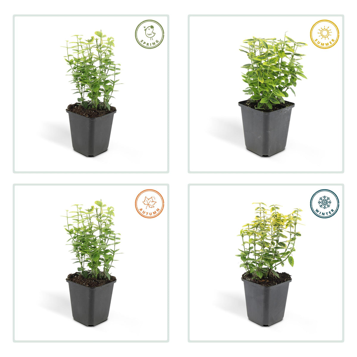 Kardinaalsmuts 'Emerald 'n Gold' - set van 6 – voor tuin & terras