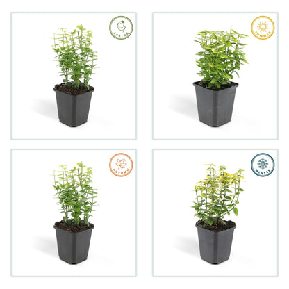 Kardinaalsmuts 'Emerald 'n Gold' - set van 6 – voor tuin & terras