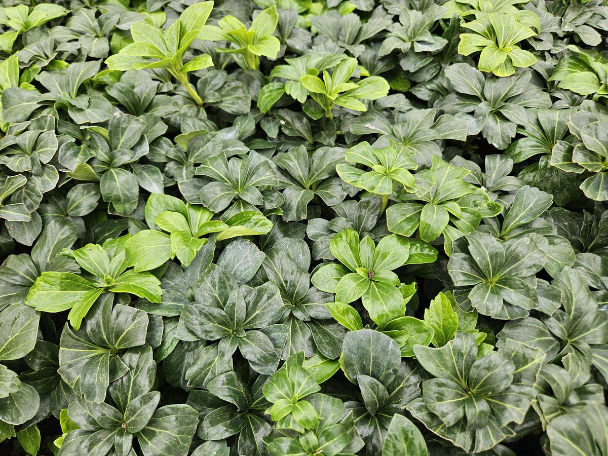 Schaduwkruid 'Green Sheen' - set van 6 – voor tuin & terras