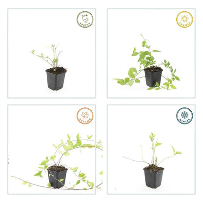 Grote maagdenpalm 'Alba' - set van 6 – voor tuin & terras