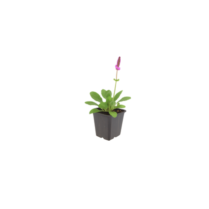 Betonie 'Hummelo' - set van 6 – voor tuin & terras
