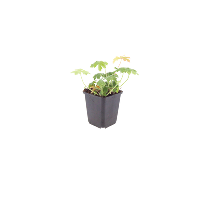 Ooievaarsbek 'Bevan's Variety' - set van 6 – voor tuin & terras