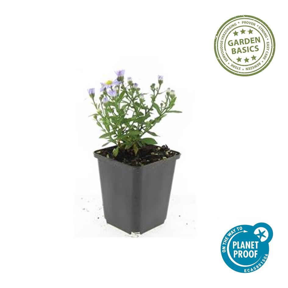 Herfstaster 'Prof. Anton Kippenberg' - set van 6 – voor tuin & terras