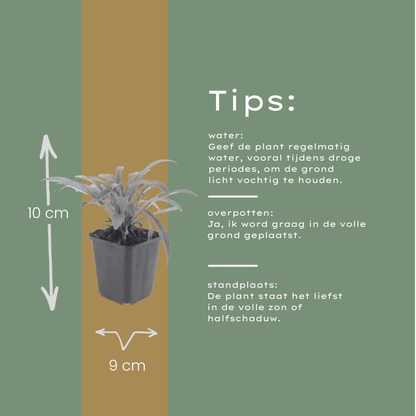 Prachtklokje 'Coerulea' - set van 6 – voor tuin & terras