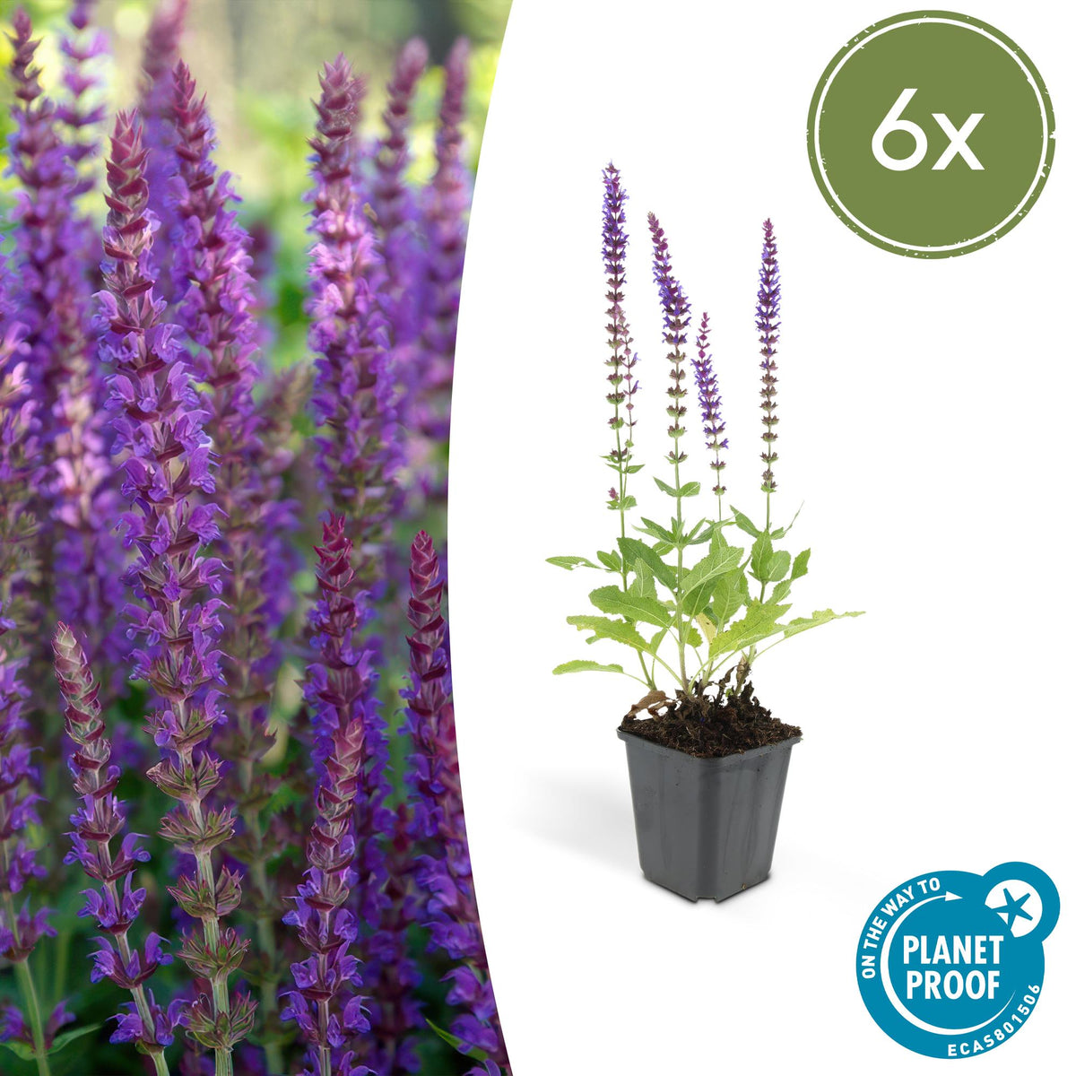 Bossalie 'Ostfriesland' - set van 6 – voor tuin & terras