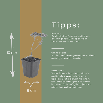 Hemelsleutel 'Matrona' - set van 6 – voor tuin & terras
