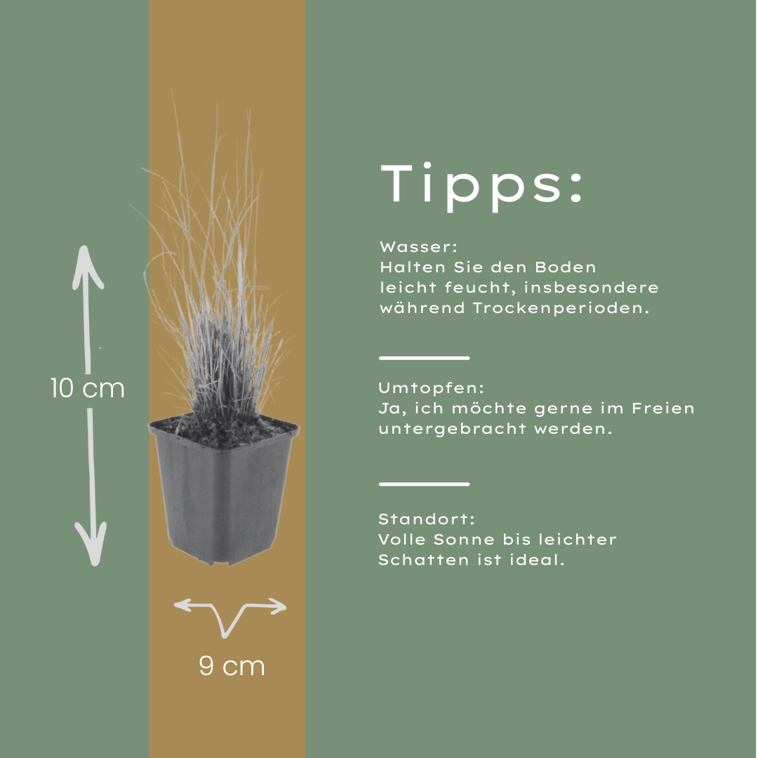 Diamantgras - set van 6 – voor tuin & terras