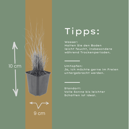Diamantgras - set van 6 – voor tuin & terras