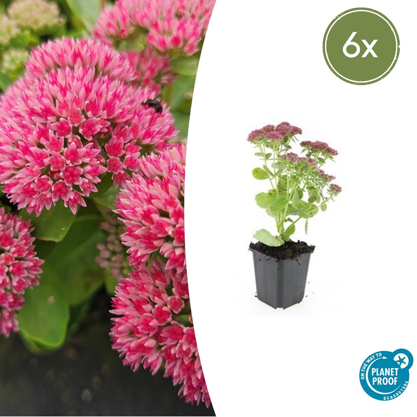 Hemelsleutel 'Herbstfreude' (Sedum)