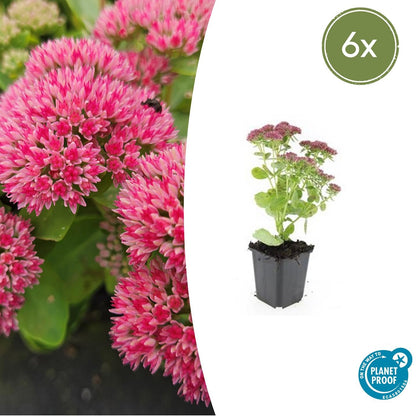 Hemelsleutel 'Herbstfreude' (Sedum)