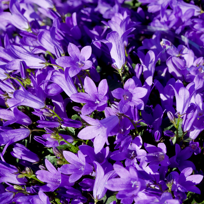 Prachtklokje 'Coerulea' - set van 6 – voor tuin & terras