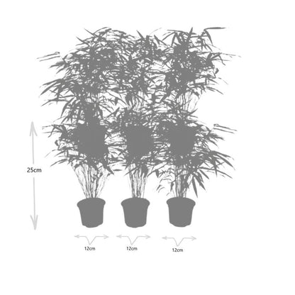 Bamboe (Fargesia rufa) - set van 6 – voor tuin & terras