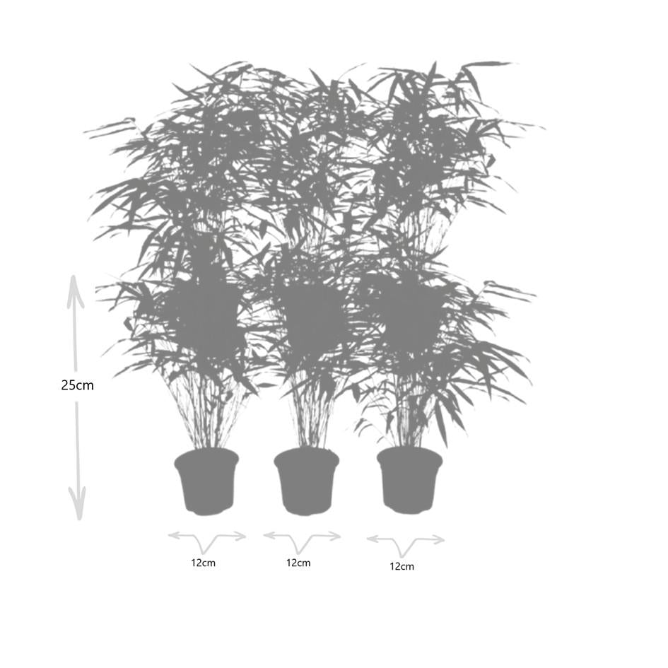 Bamboe (Fargesia rufa) - set van 6 – voor tuin & terras