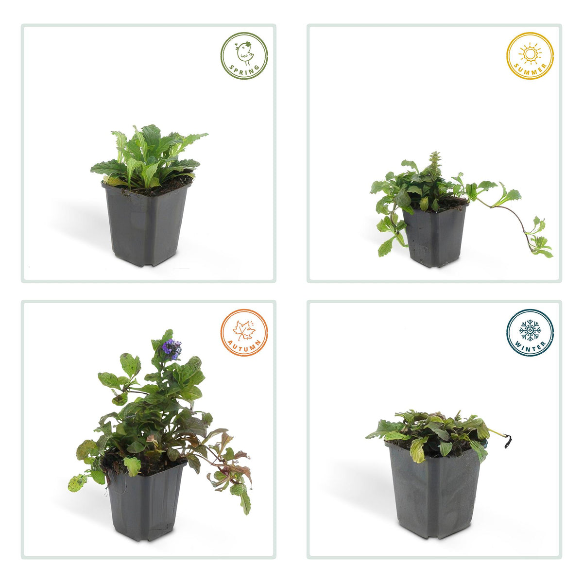 Kruipend zenegroen - set van 6 – voor tuin & terras
