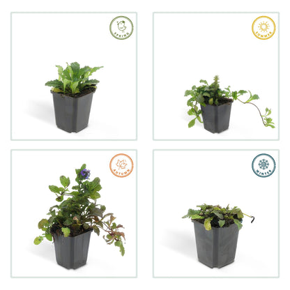 Kruipend zenegroen - set van 6 – voor tuin & terras