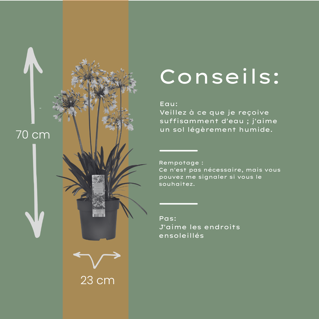 Agapanthus 'Fireworks' — Afrikaanse lelie, wit & blauw (Ø23)