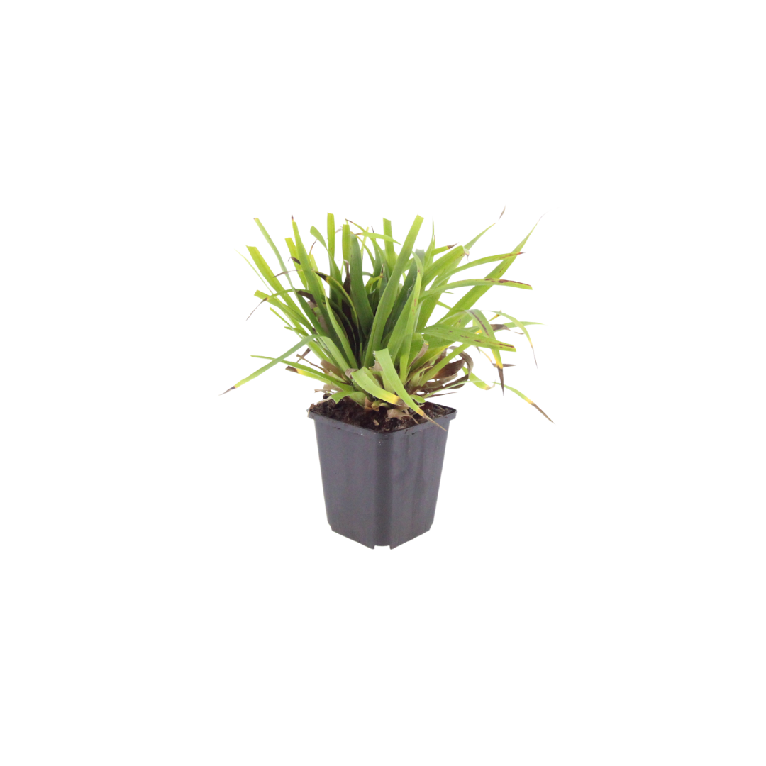 Grote veldbies (Luzula sylvatica) - set van 6 – voor tuin & terras
